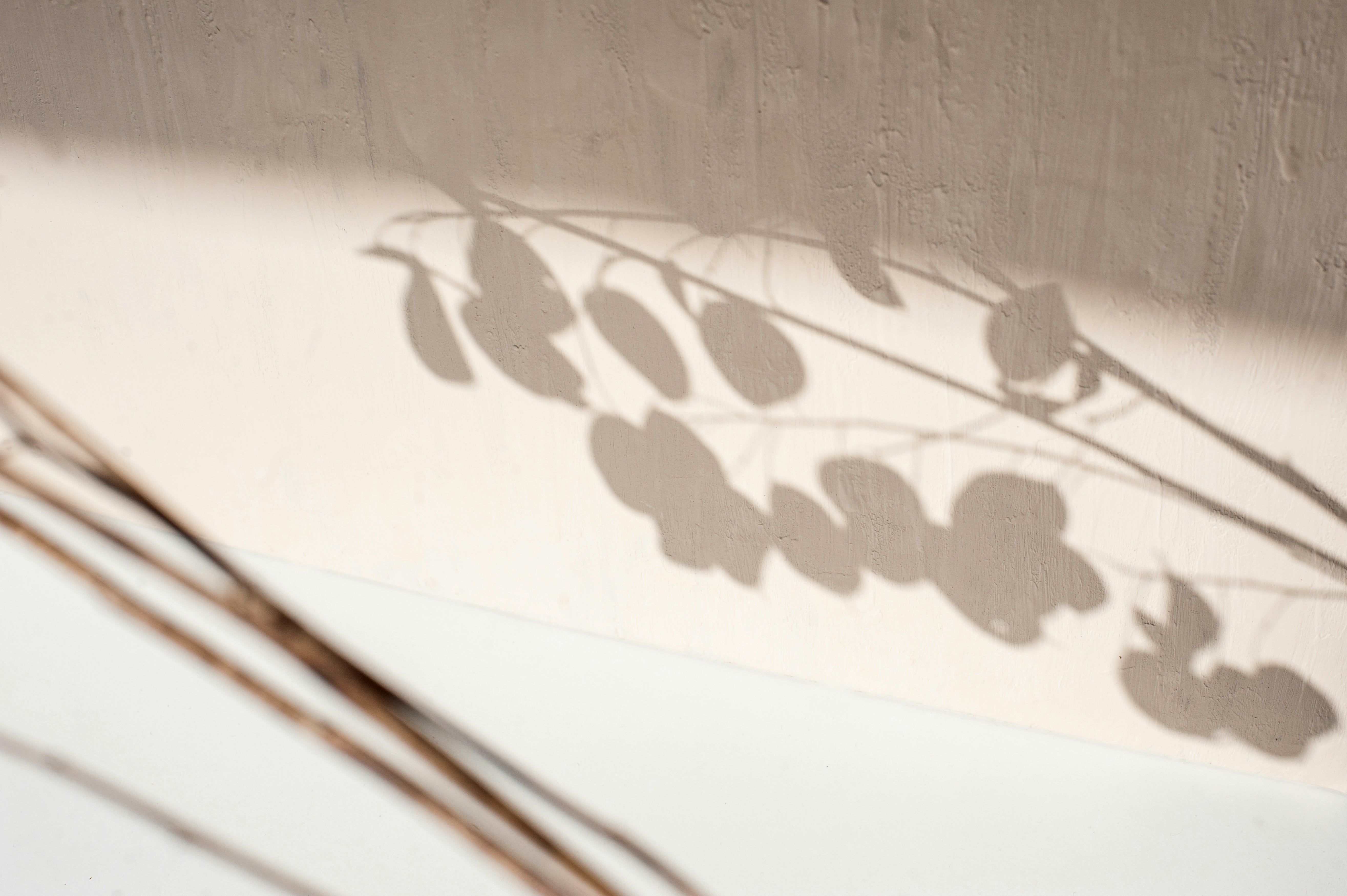 Foto vom Schatten einer Pflanze auf einer Steinwand.